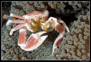 porcelain crab by Dray Van Beeck 